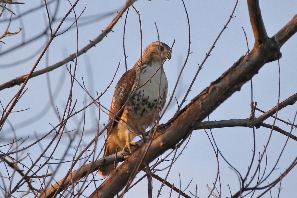 Red-tailed Hawk - ML597756641