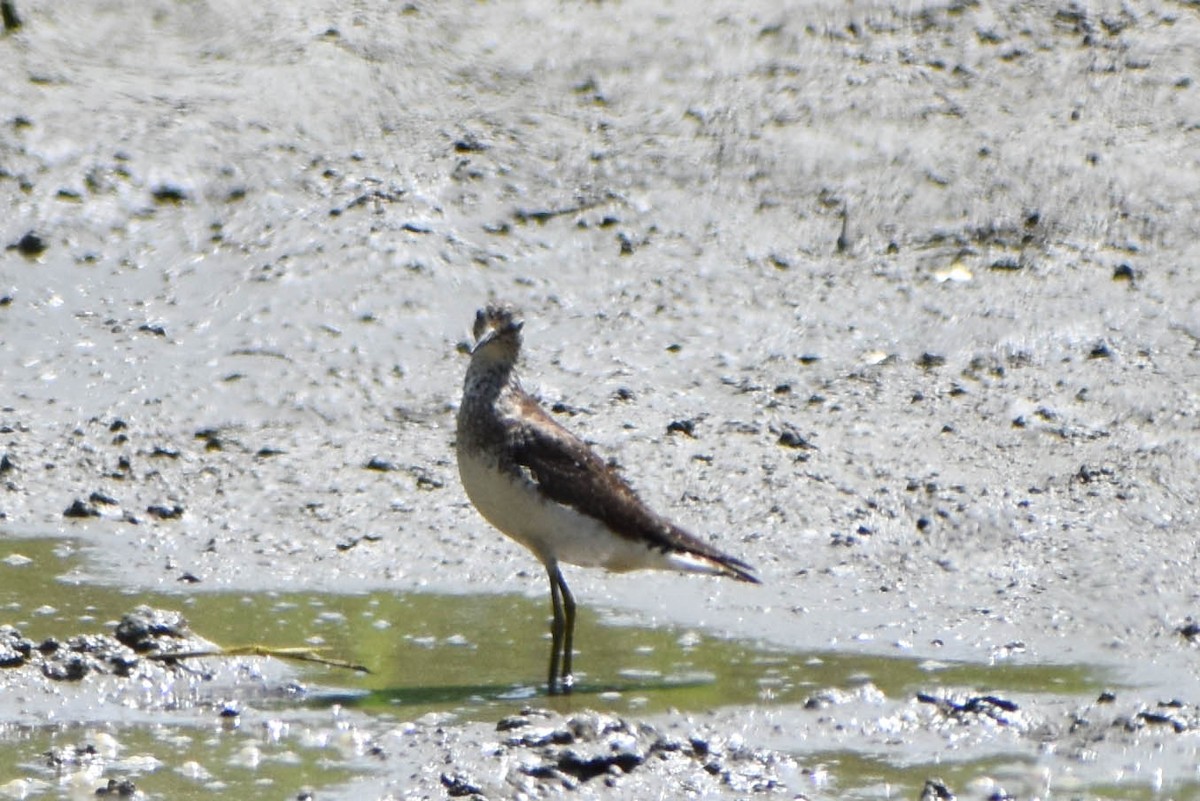 Solitary Sandpiper - ML597756801