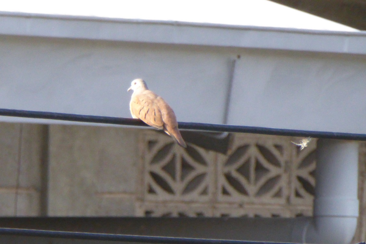 Ruddy Ground Dove - ML597756941