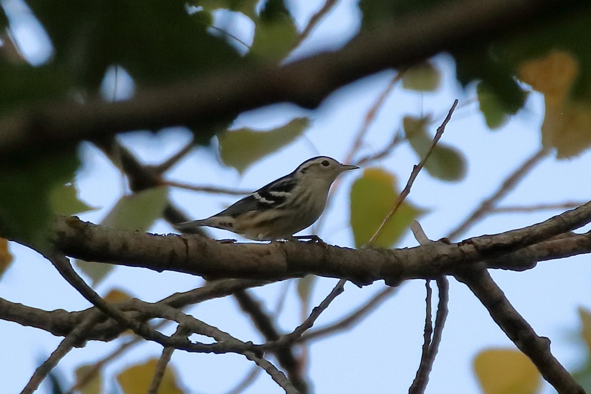 Black-and-white Warbler - ML597757851