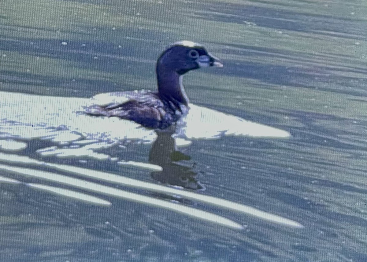 Pied-billed Grebe - ML597758111