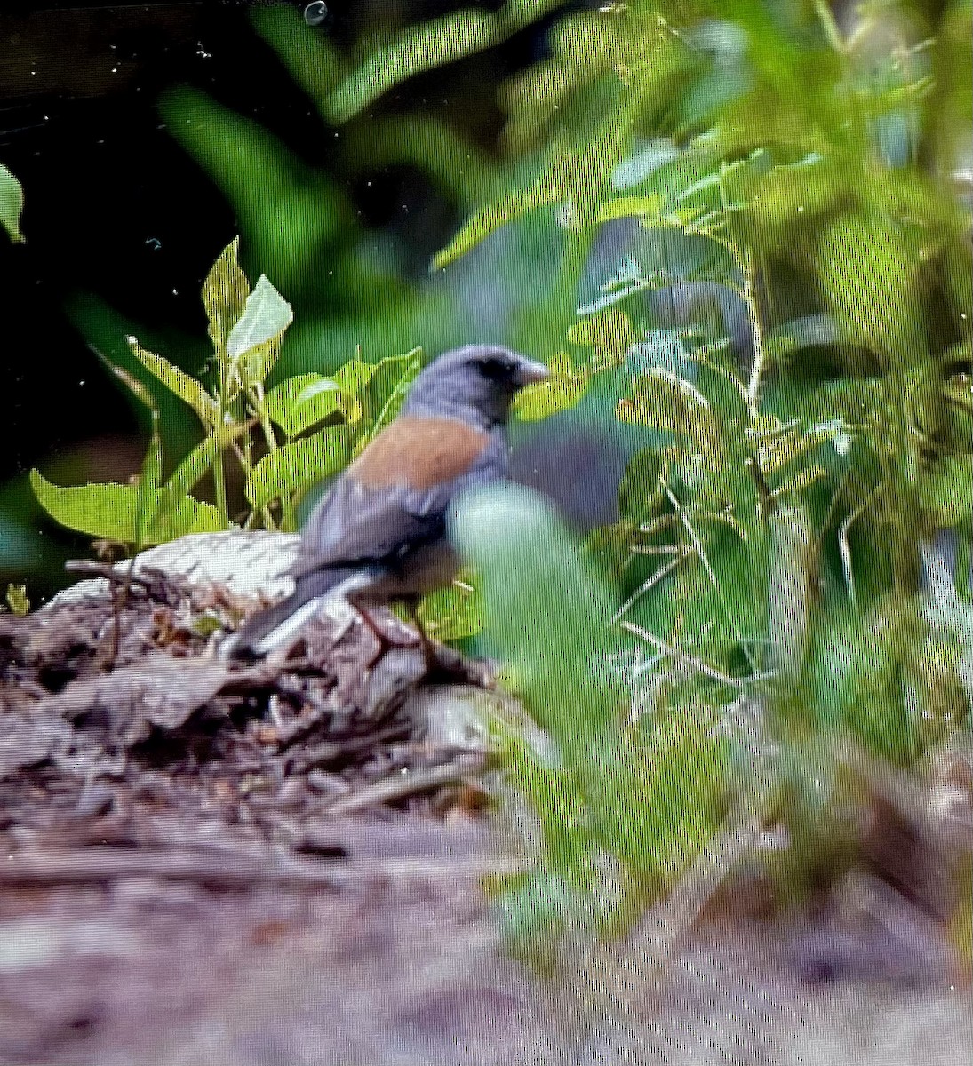 Dark-eyed Junco (Gray-headed) - ML597758281