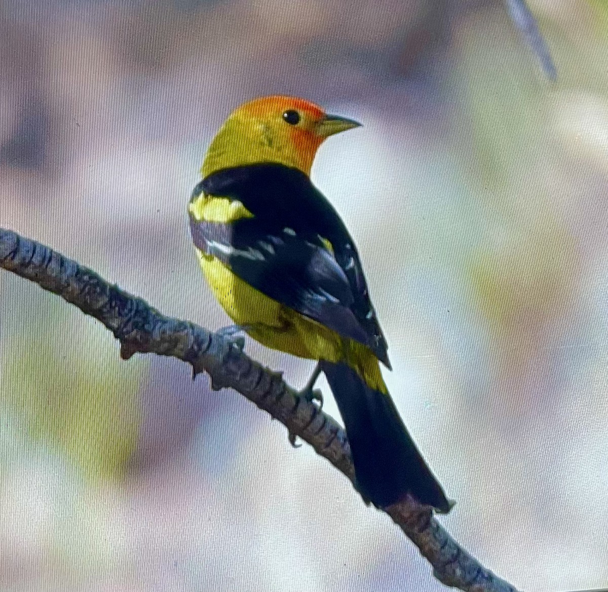Western Tanager - ML597758301