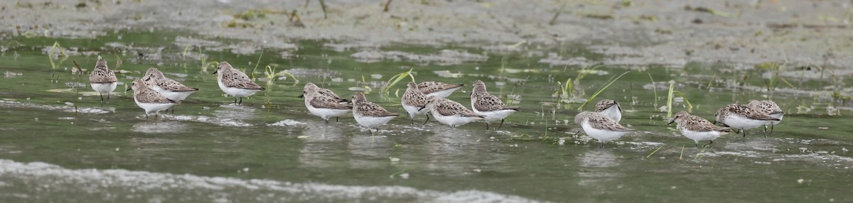 Semipalmated Sandpiper - Denis Tétreault