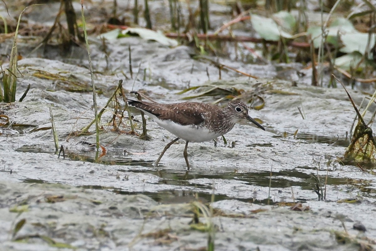 Solitary Sandpiper - ML597760651