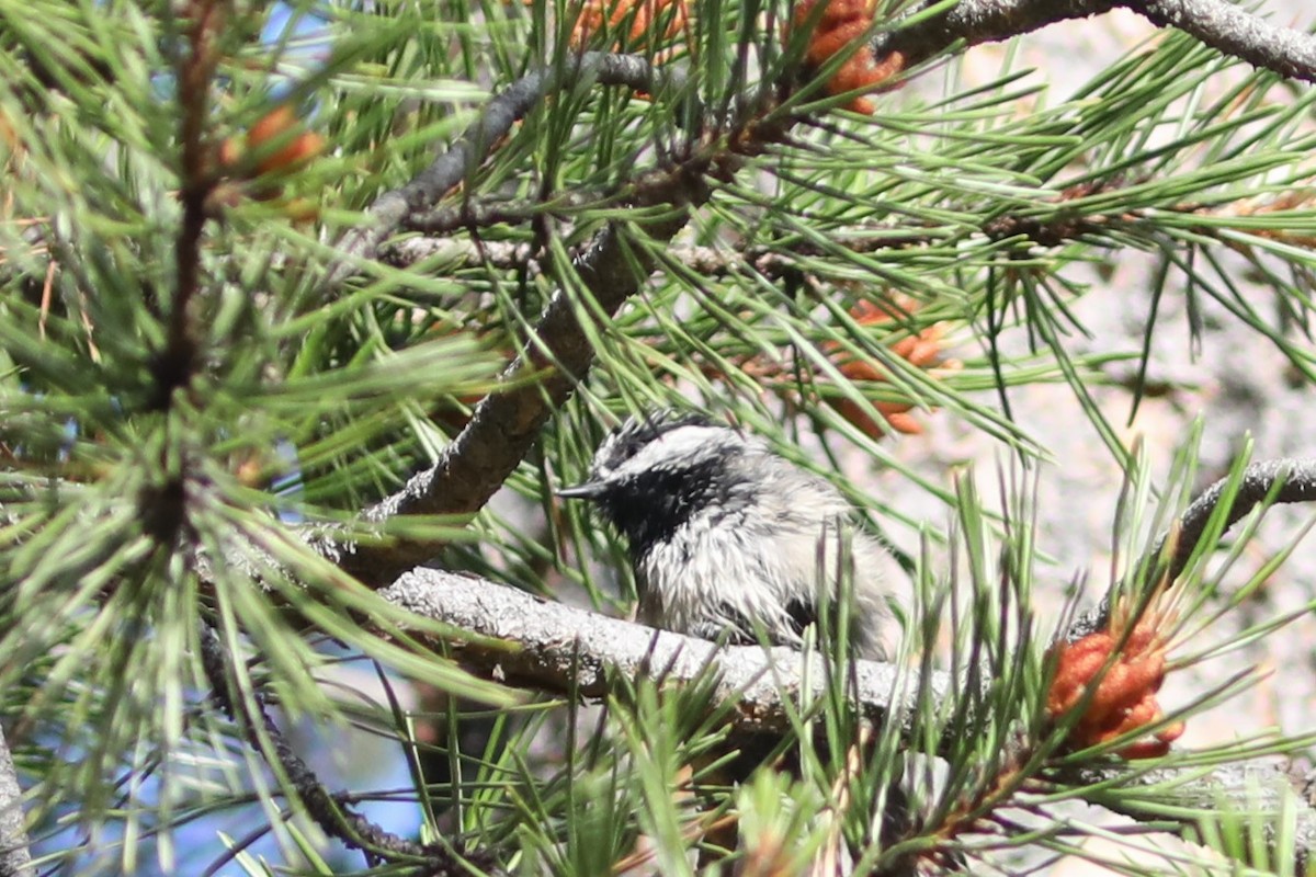 Mountain Chickadee - ML597761561