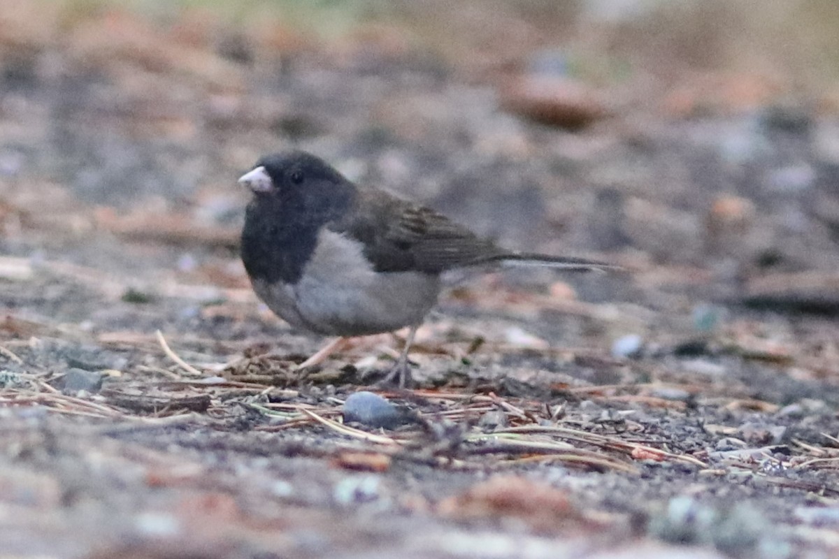 Dark-eyed Junco (Oregon) - ML597761661