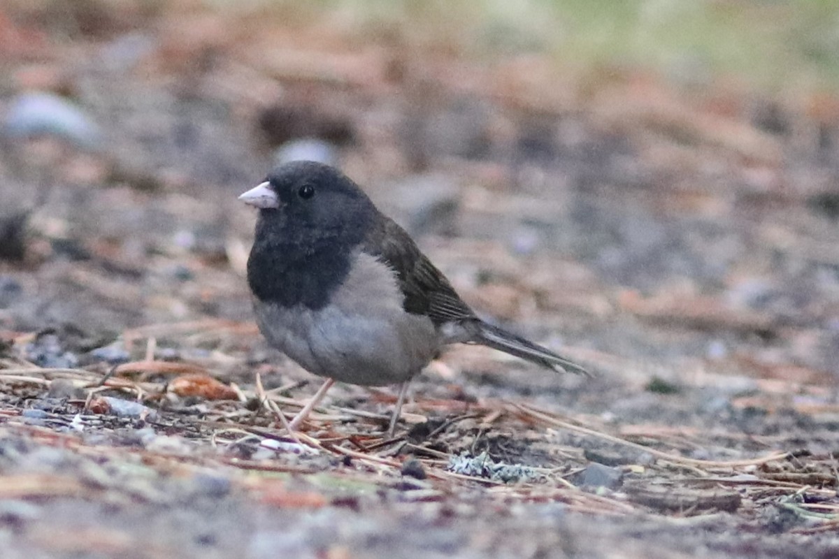 Dark-eyed Junco (Oregon) - ML597761671