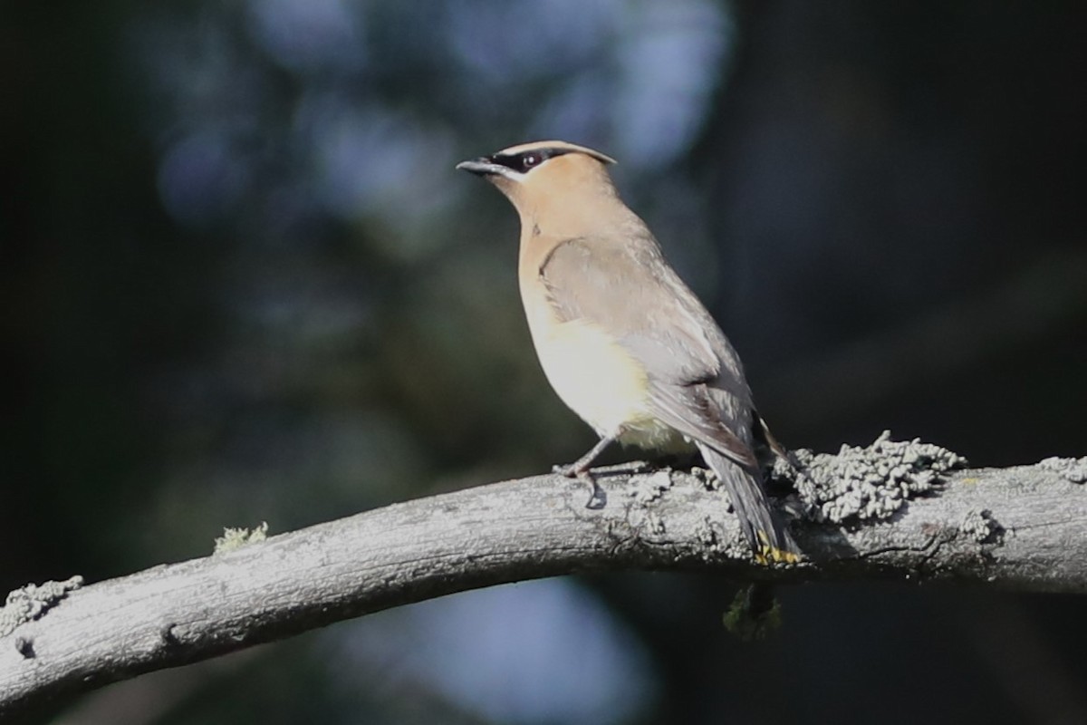 Cedar Waxwing - Irene Crosland