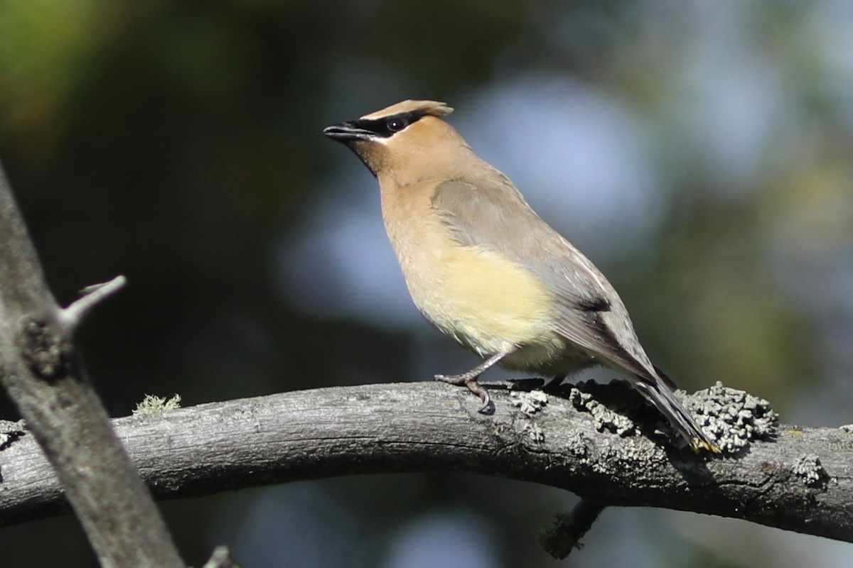 Cedar Waxwing - Irene Crosland