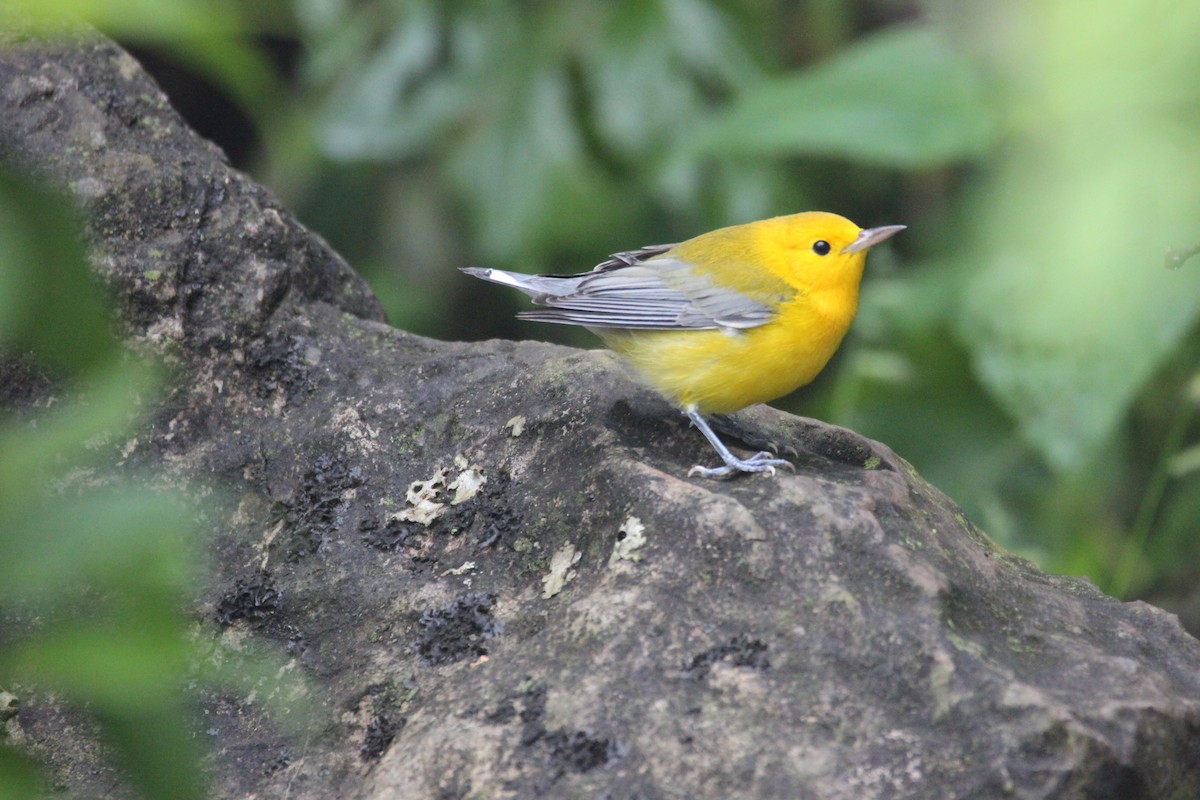 Prothonotary Warbler - ML597761901