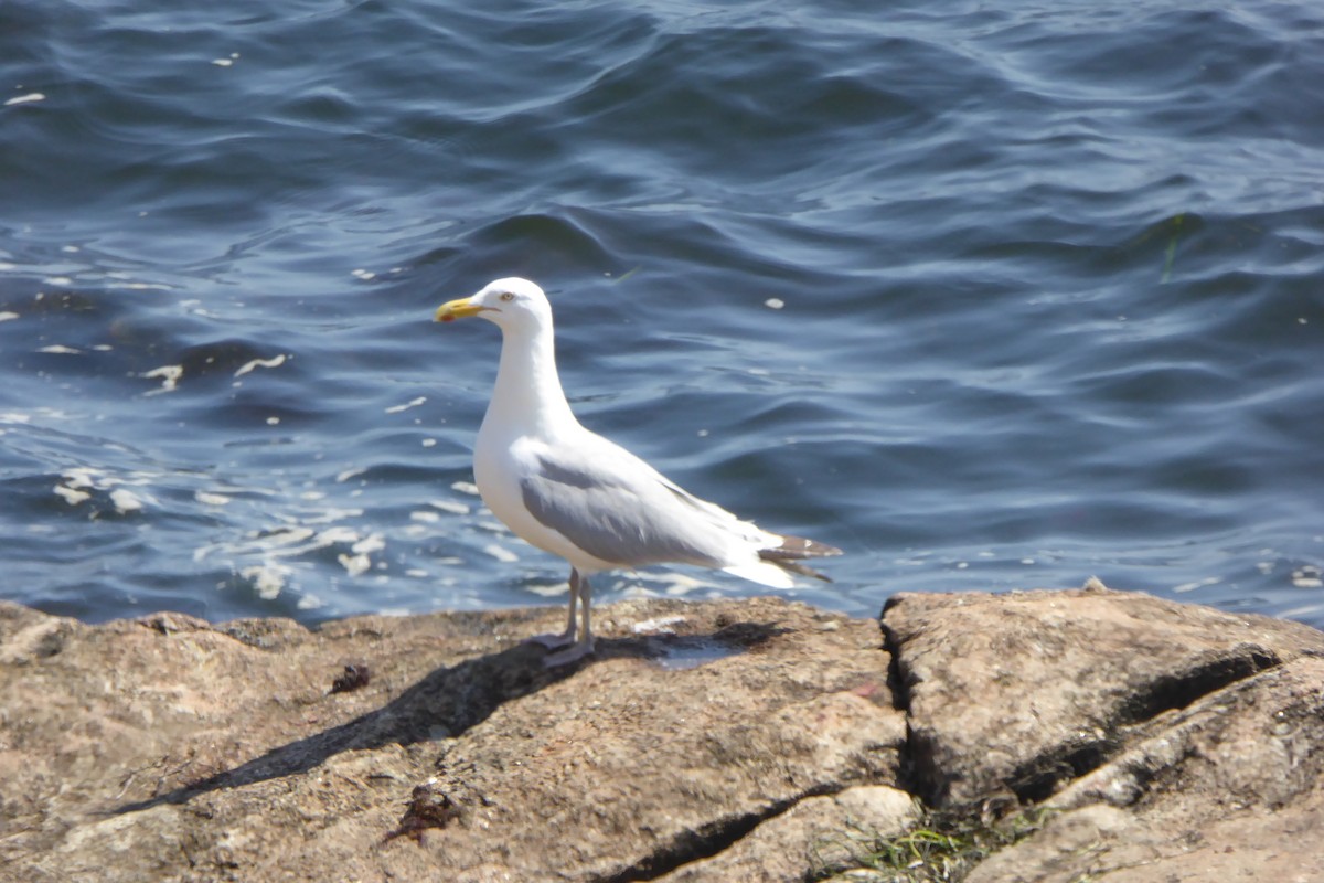 Herring Gull - ML597762151