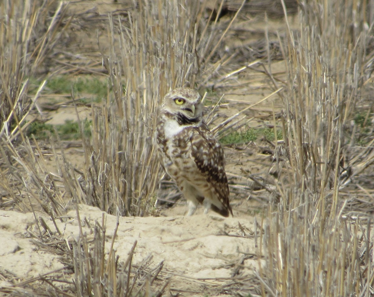 Burrowing Owl - ML597762361