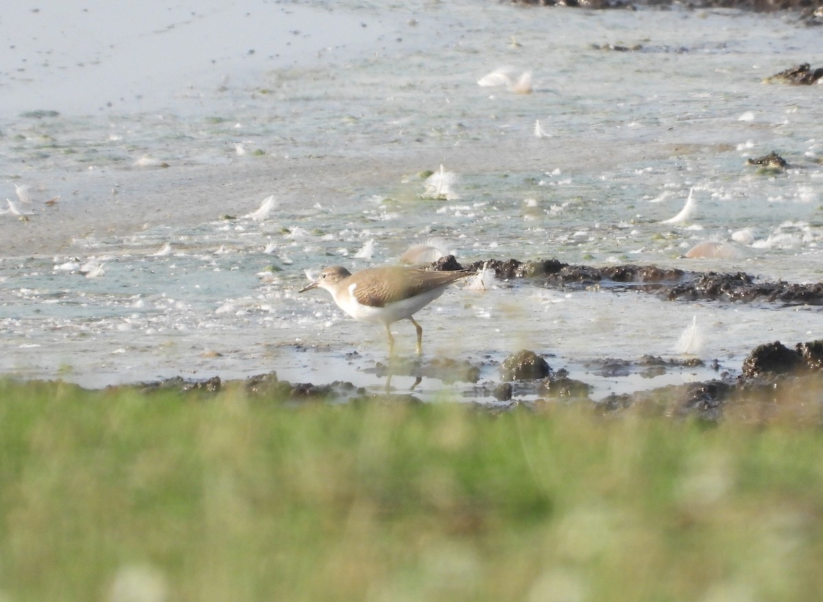 Spotted Sandpiper - ML597762401