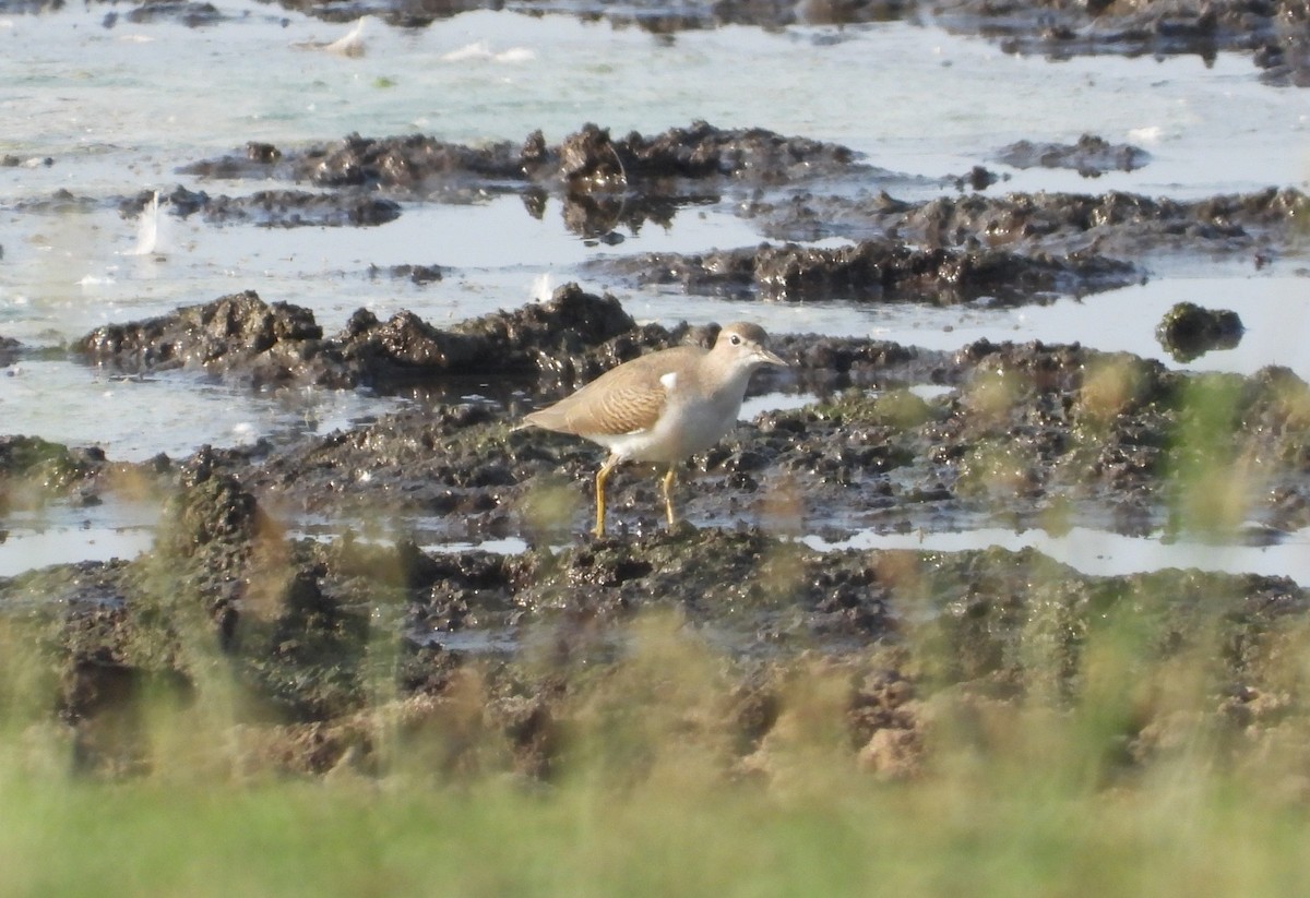 Spotted Sandpiper - ML597762421