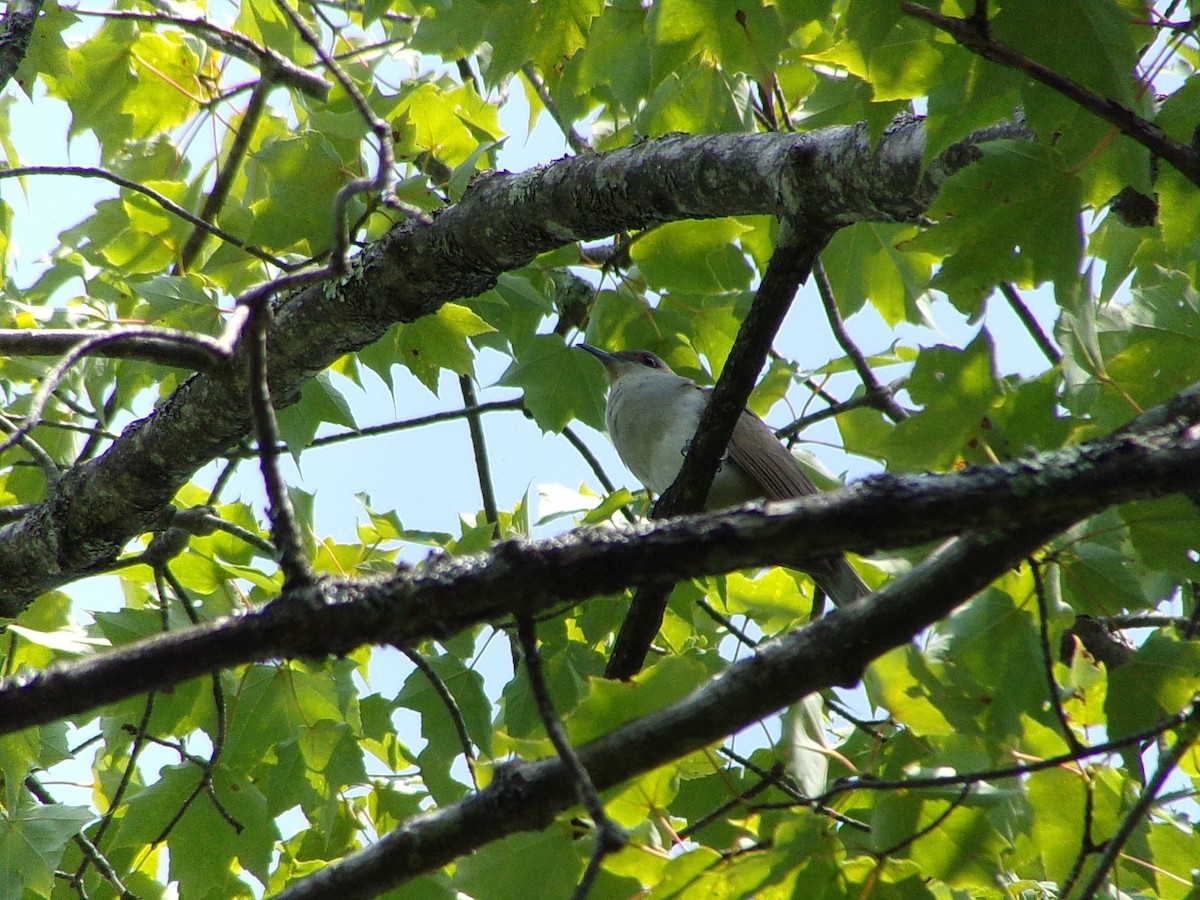 Black-billed Cuckoo - ML597763101