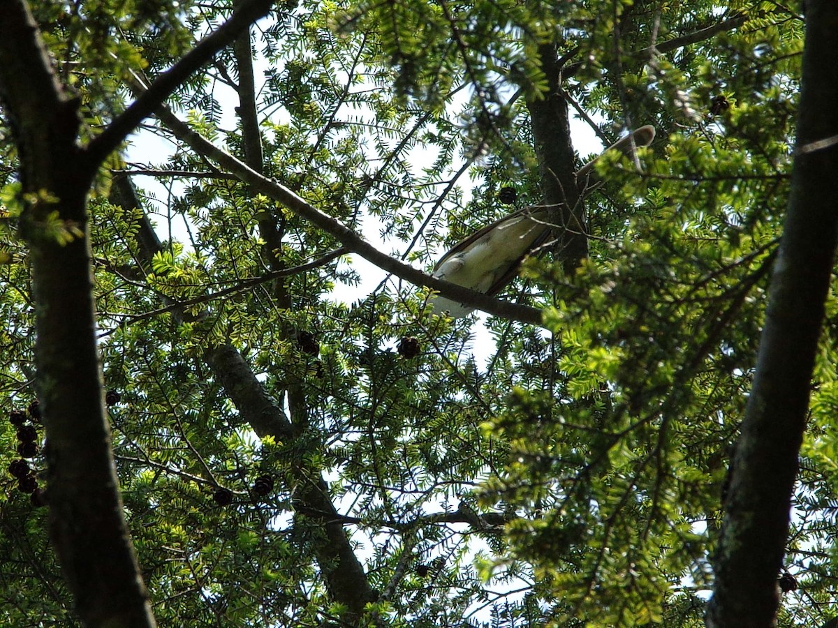 Black-billed Cuckoo - ML597763201