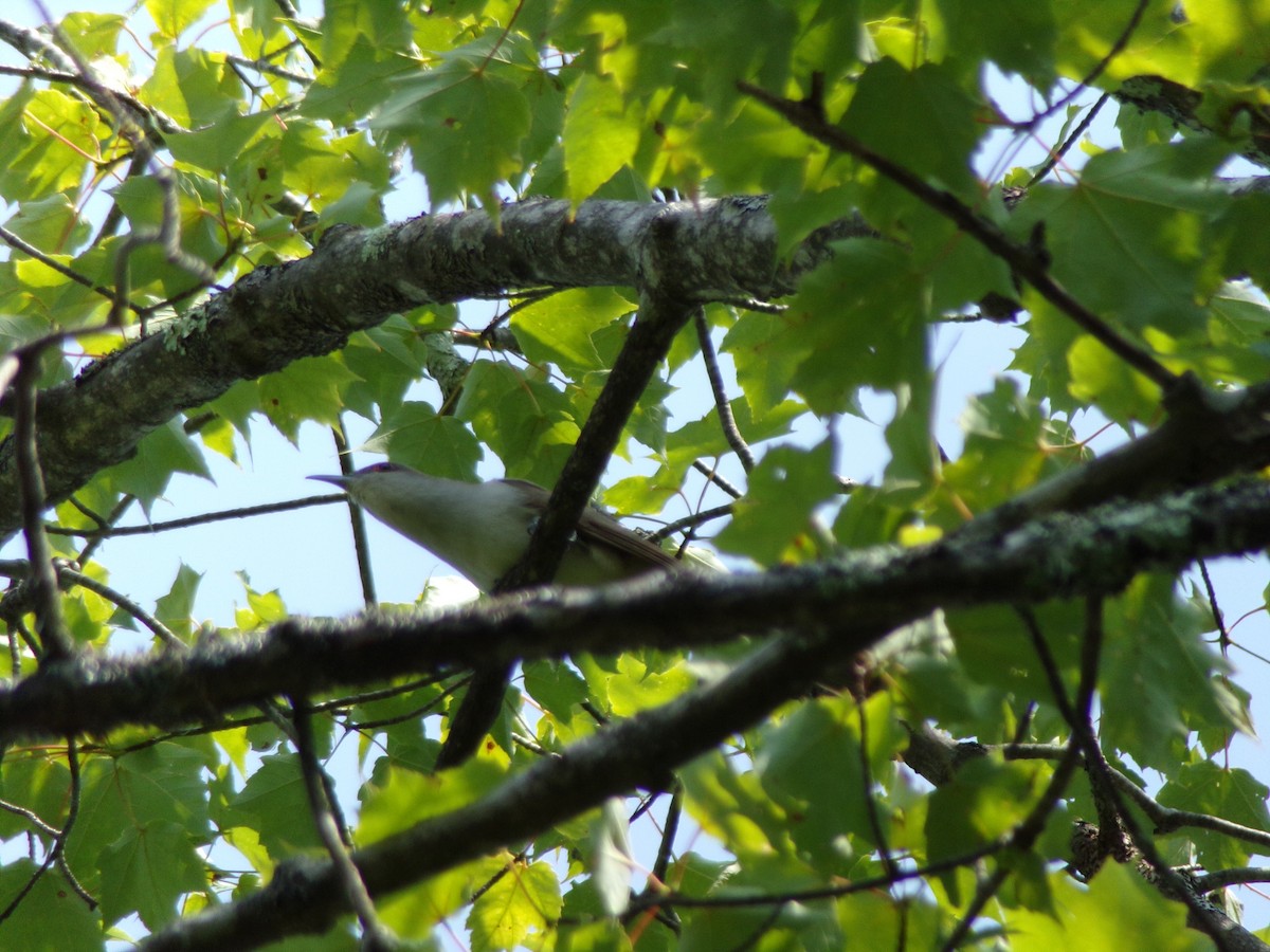 Black-billed Cuckoo - ML597763311