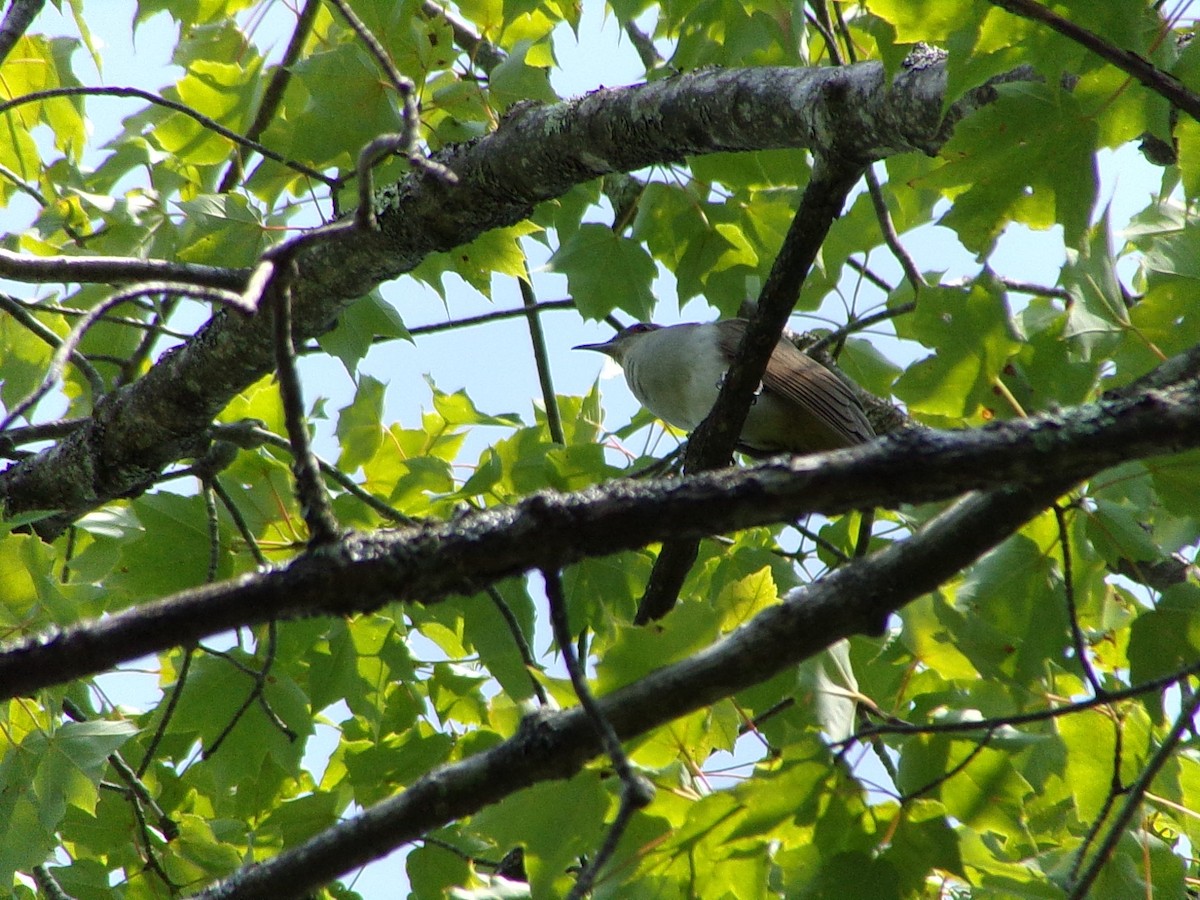 Black-billed Cuckoo - ML597763511