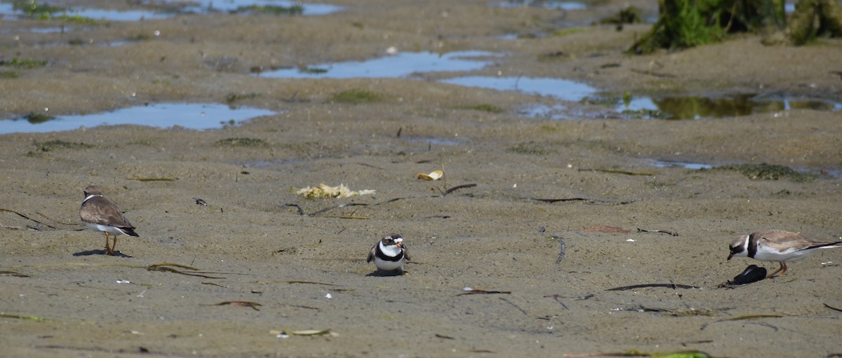 Semipalmated Plover - ML597764181