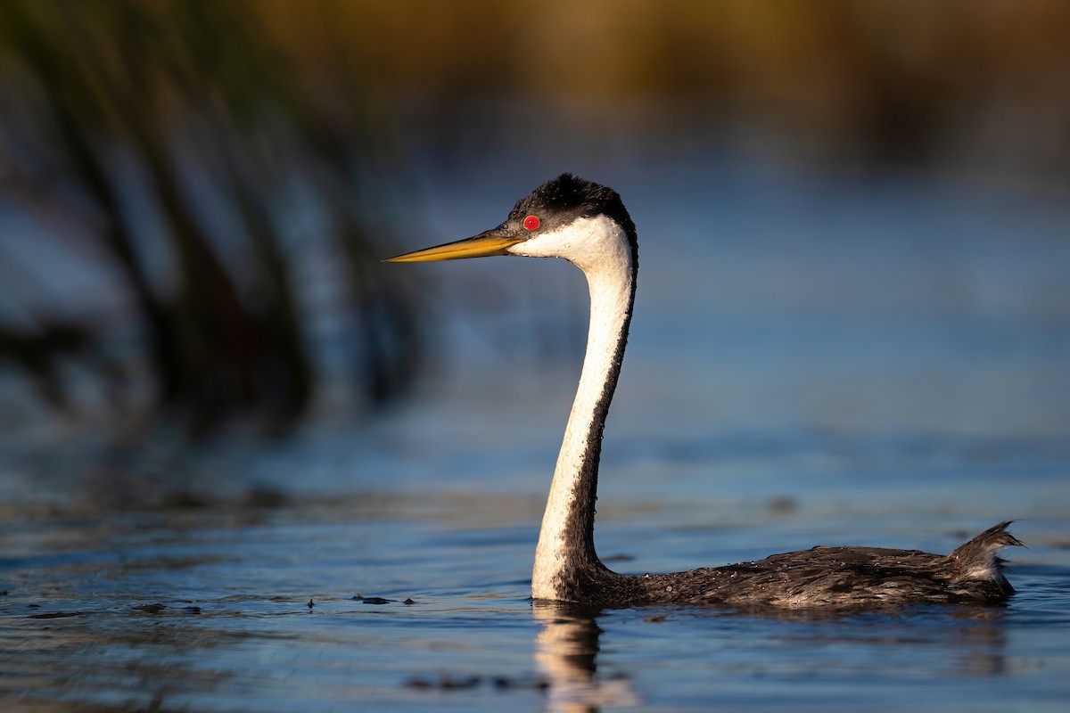 Western Grebe - ML597764351