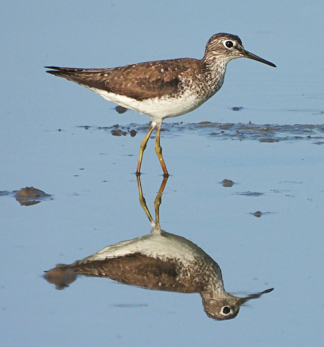 Solitary Sandpiper - ML597764471