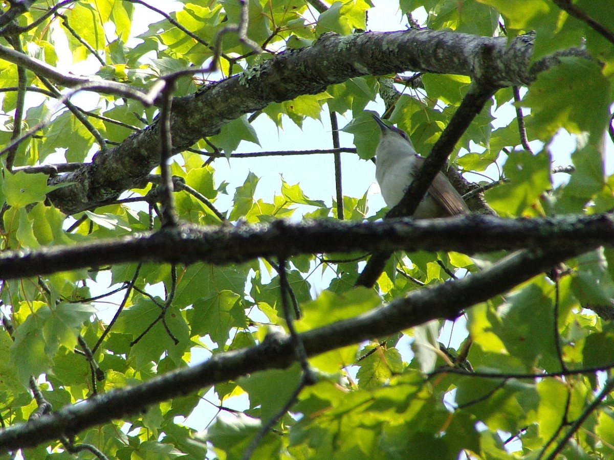 Black-billed Cuckoo - ML597764651