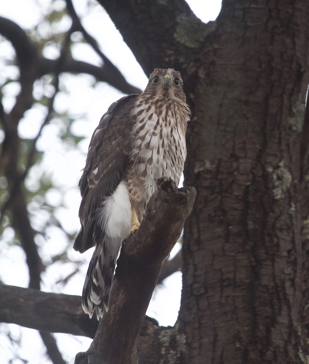 Cooper's Hawk - ML597764831