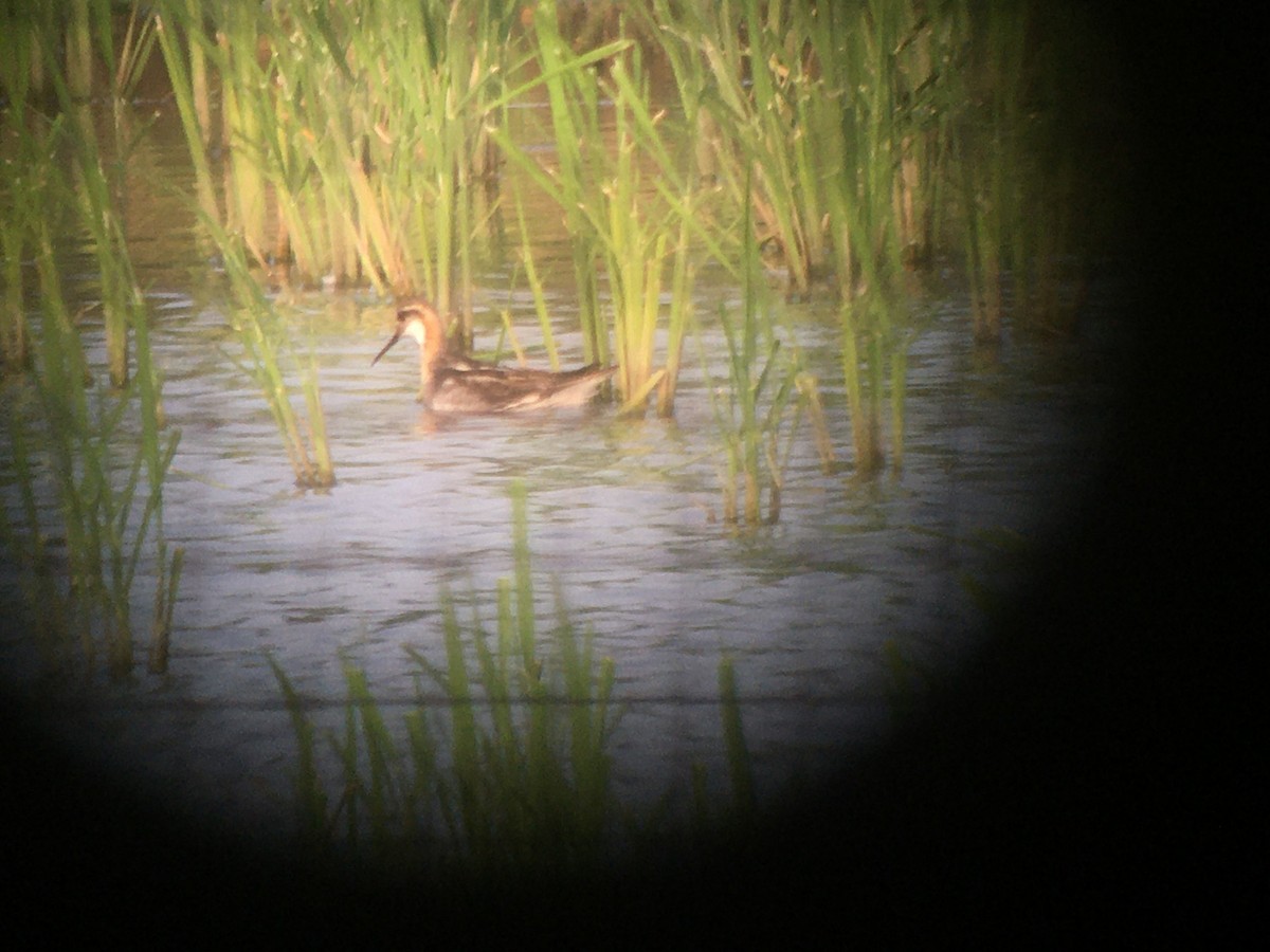 Phalarope à bec étroit - ML597766161