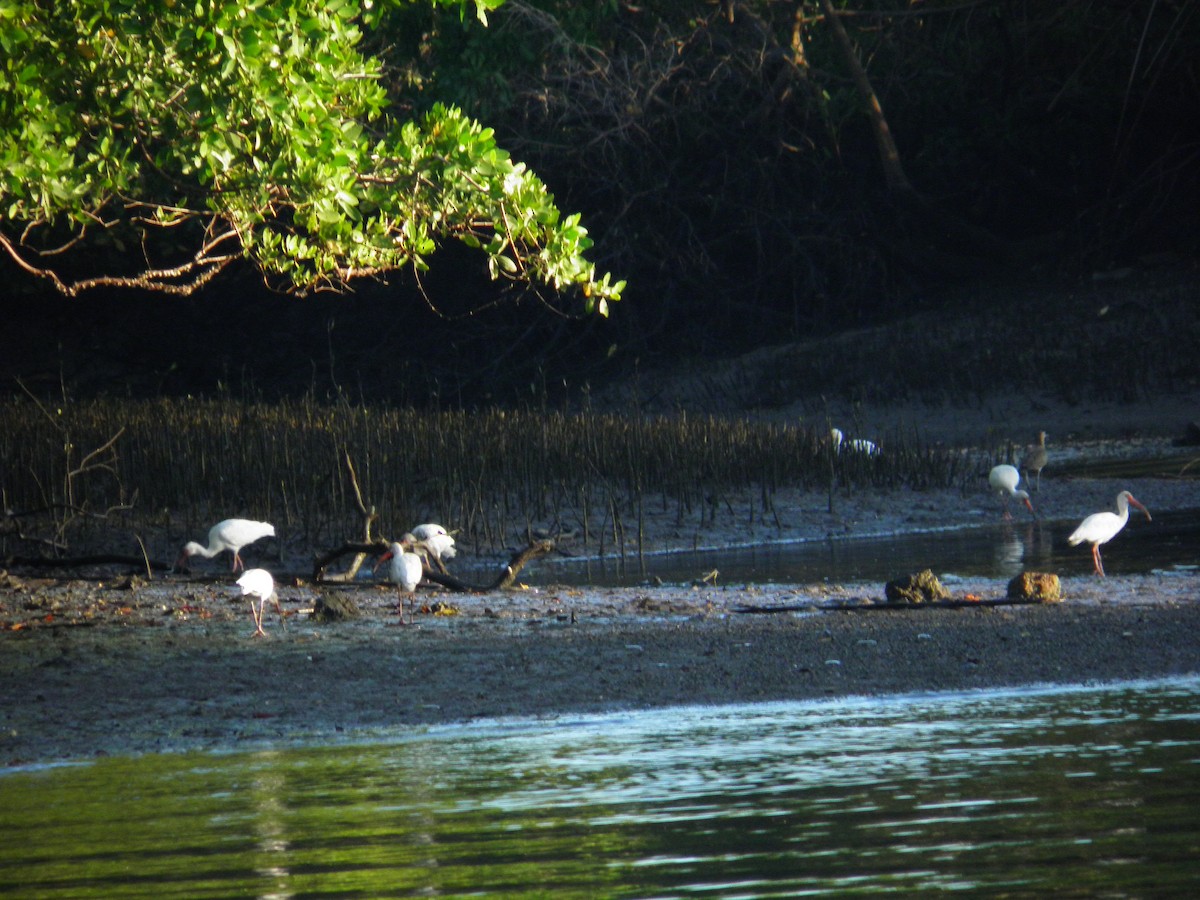 White Ibis - ML59776641