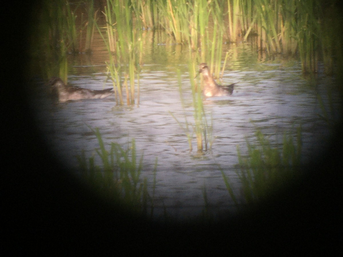 Phalarope à bec étroit - ML597766591