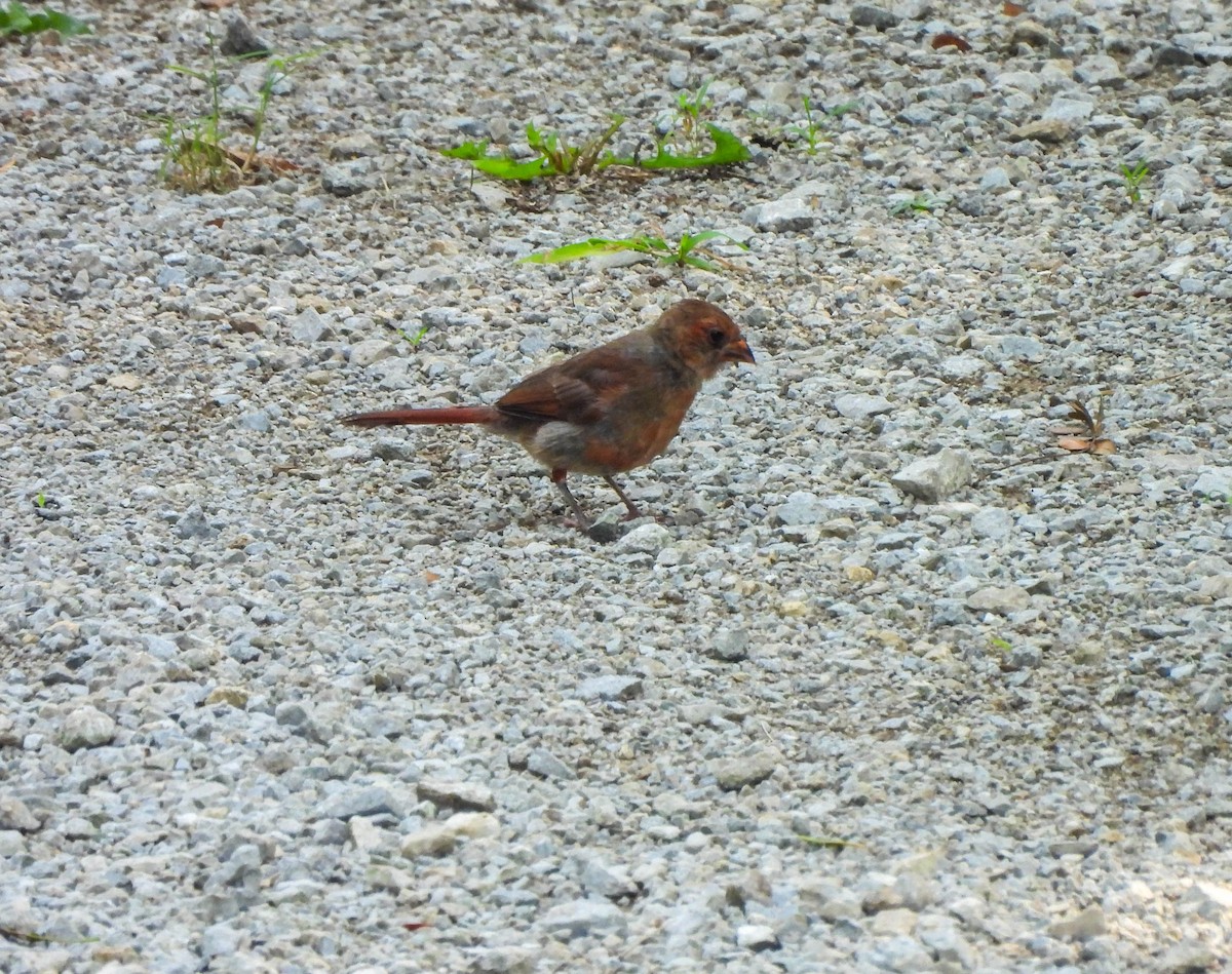 Northern Cardinal - ML597766681