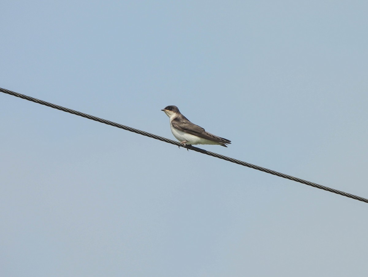 Tree Swallow - Susan Brauning