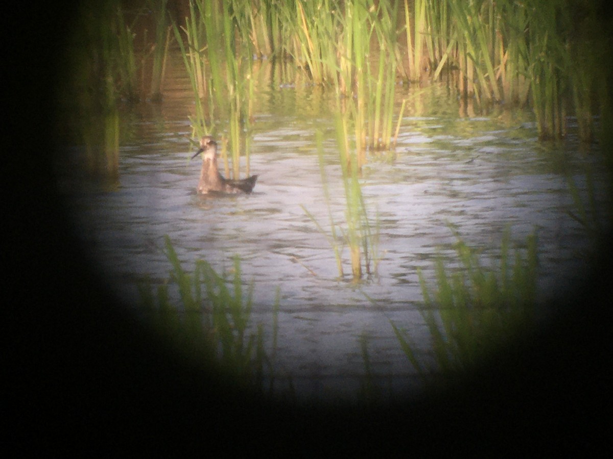 Phalarope à bec étroit - ML597766731