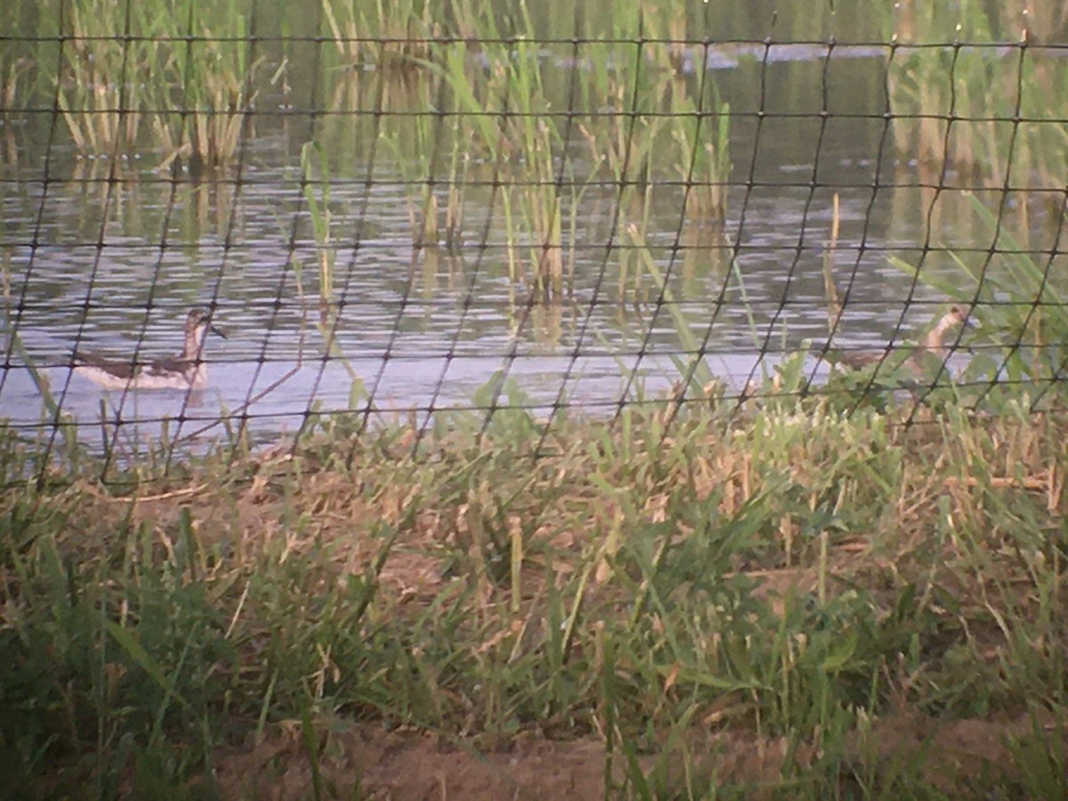 Phalarope à bec étroit - ML597766821