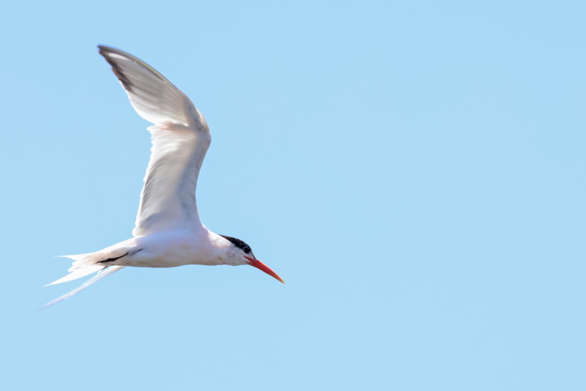 Elegant Tern - ML597767321