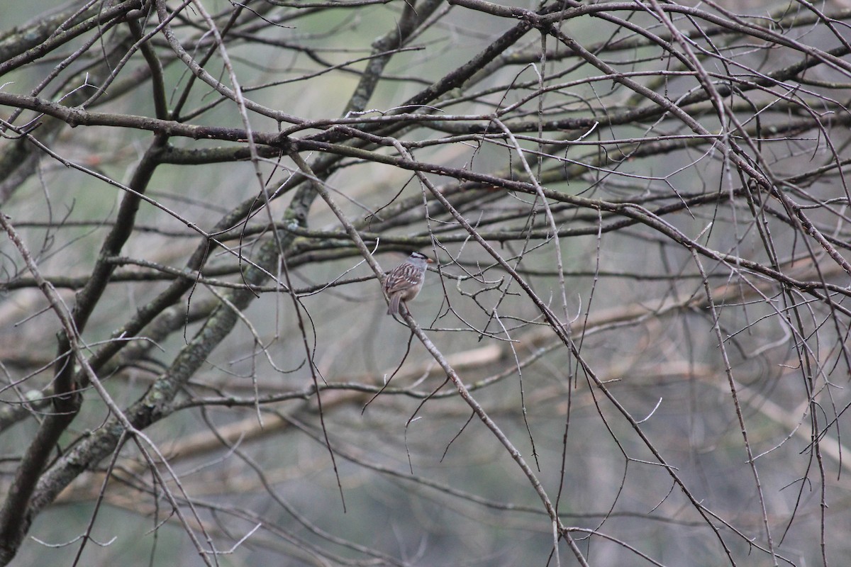 Bruant à couronne blanche - ML597767991