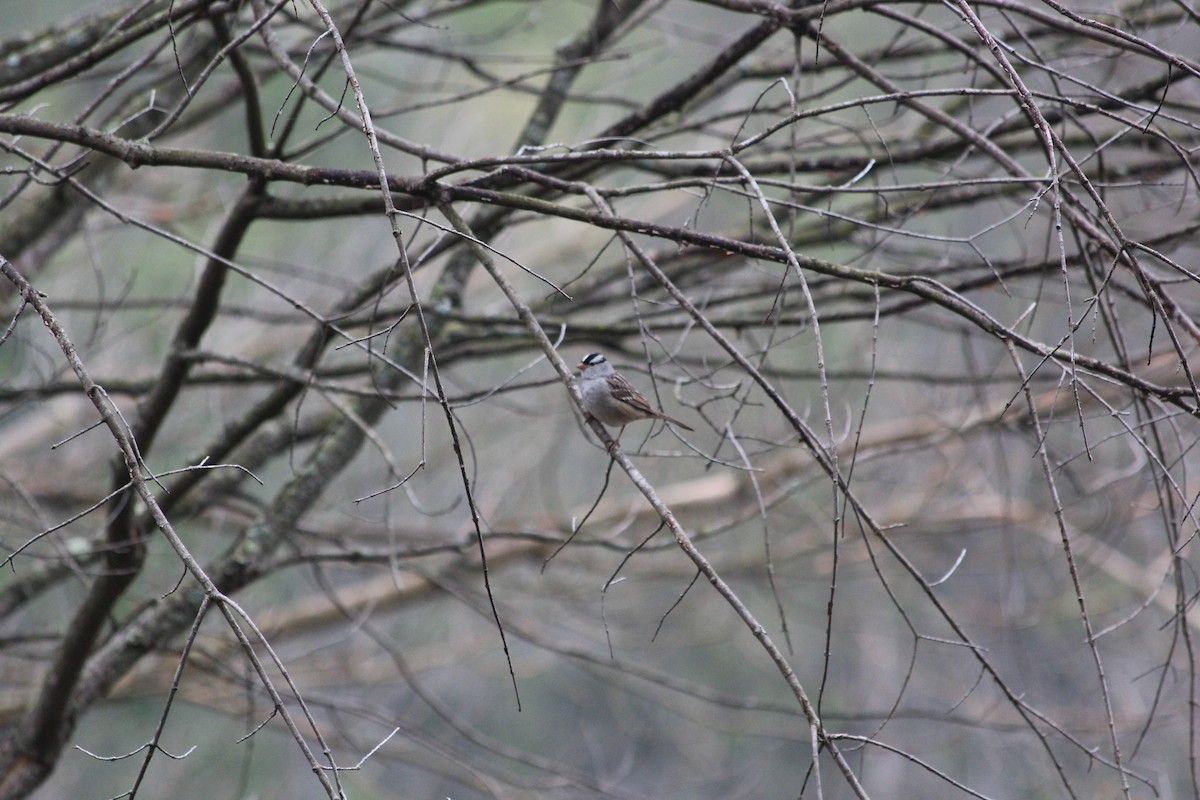 Bruant à couronne blanche - ML597768001