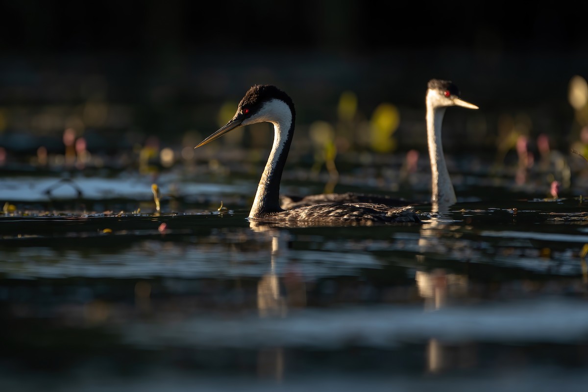 Western Grebe - ML597768171