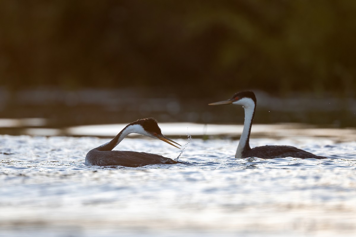 Western Grebe - ML597768511