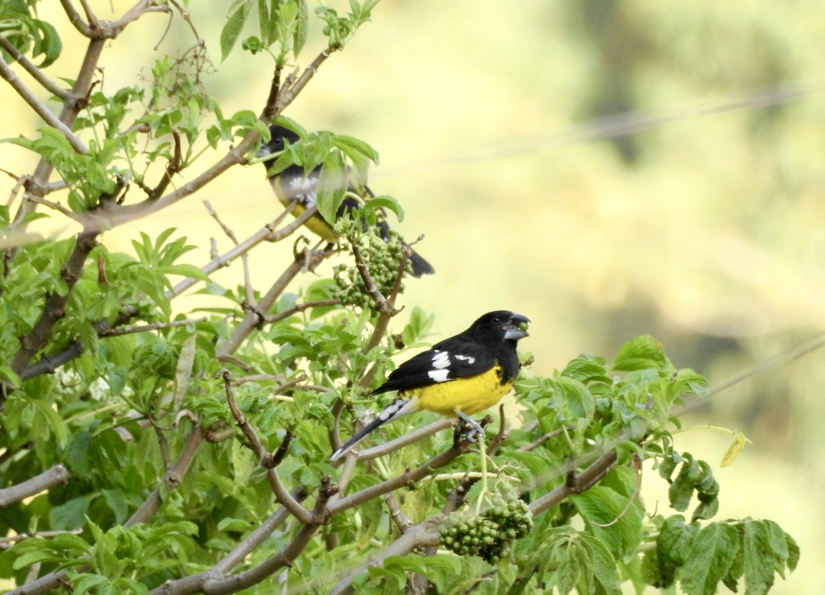 Black-backed Grosbeak - ML597769431