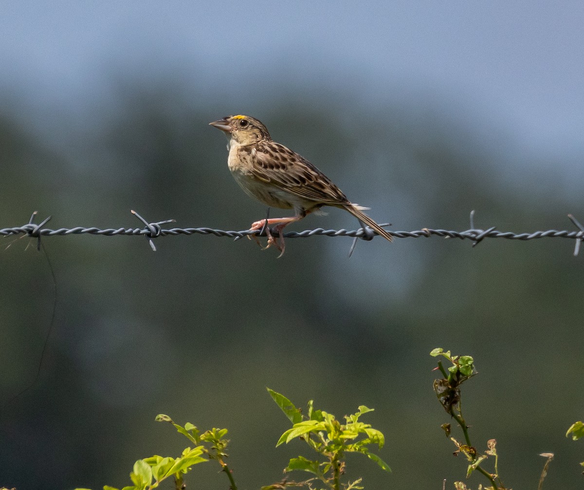 Grasshopper Sparrow - ML597770231