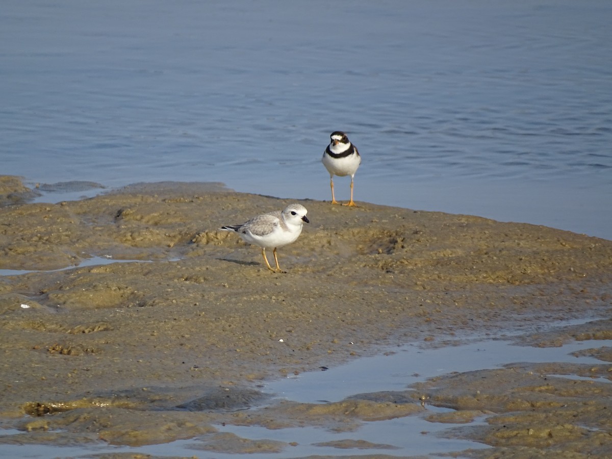 Semipalmated Plover - ML597770571