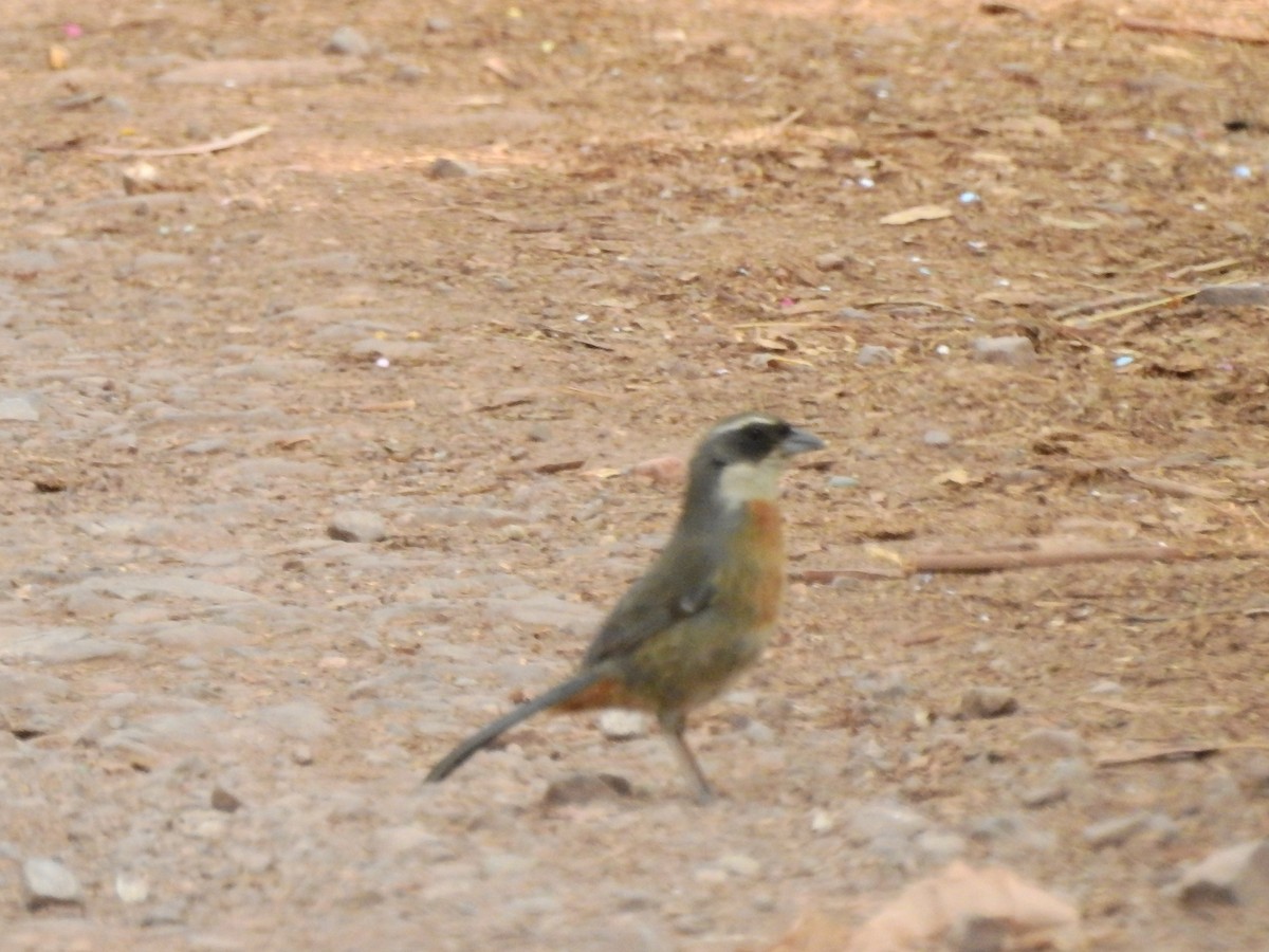 Chestnut-breasted Mountain Finch - ML597771381