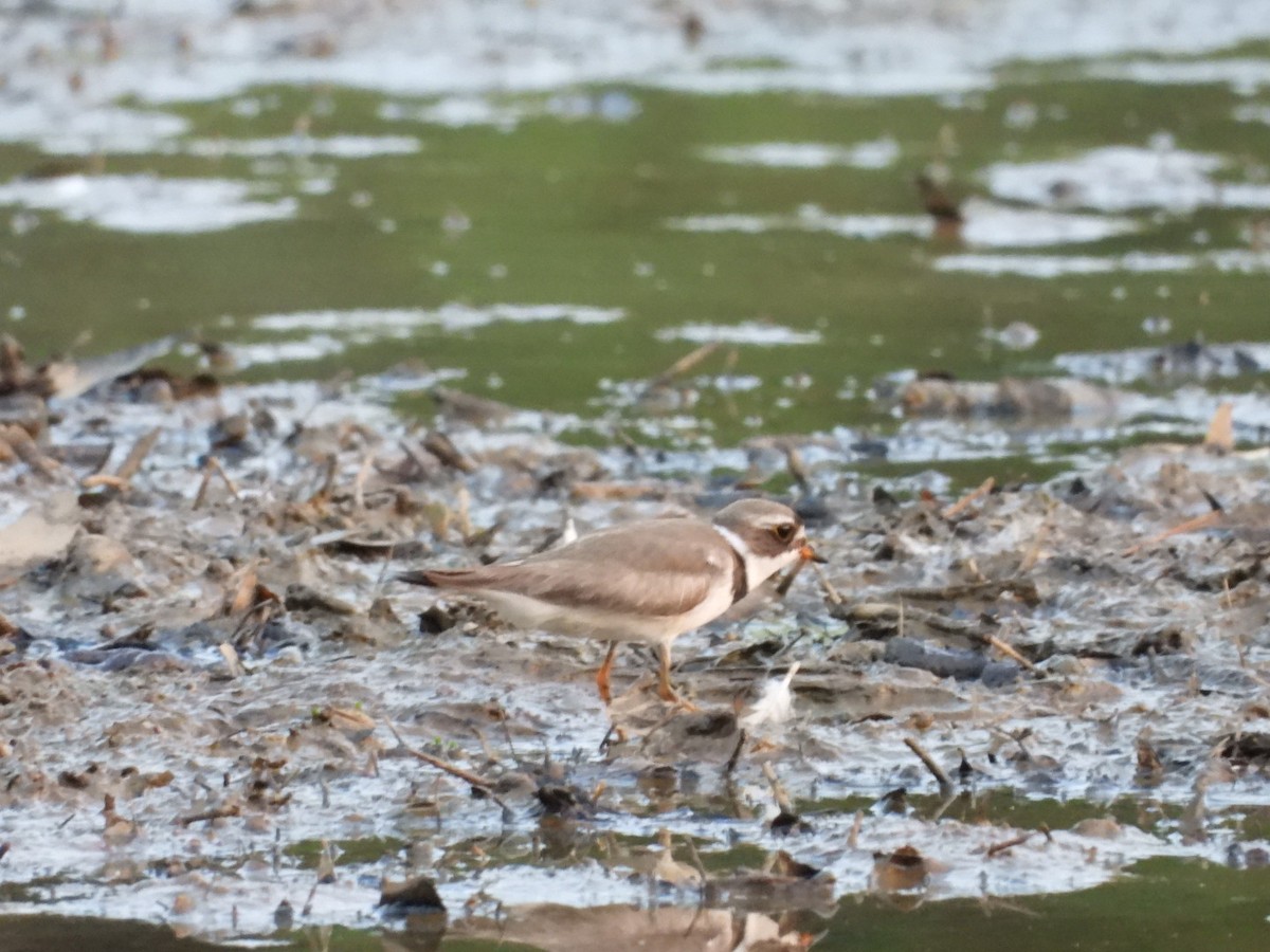 Semipalmated Plover - ML597772391
