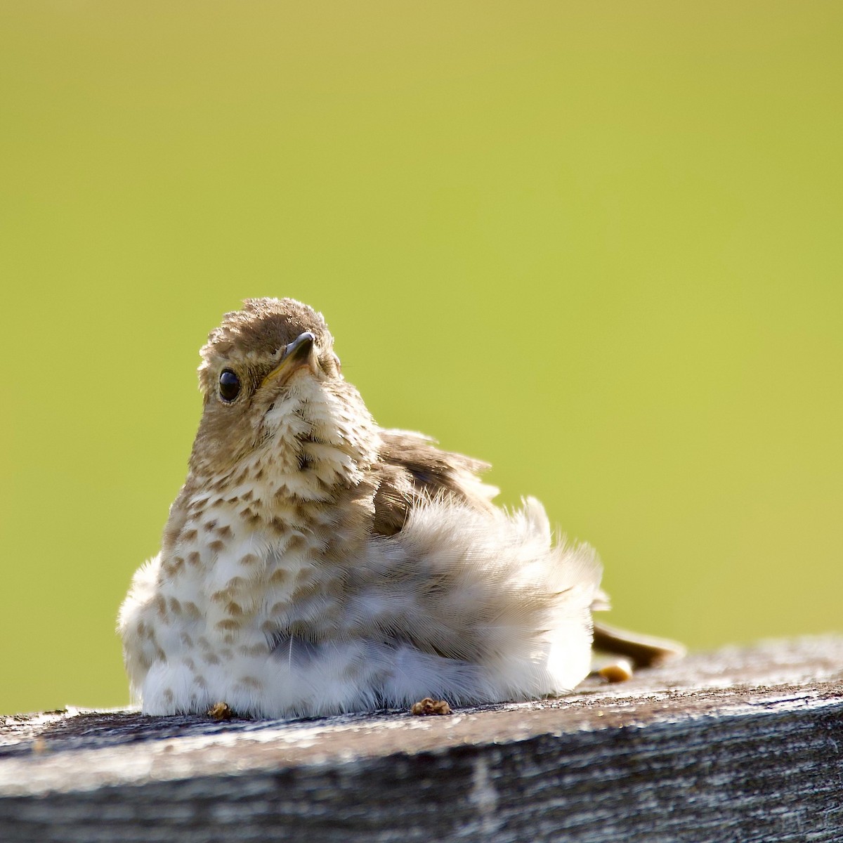 Swainson's Thrush - ML597772881