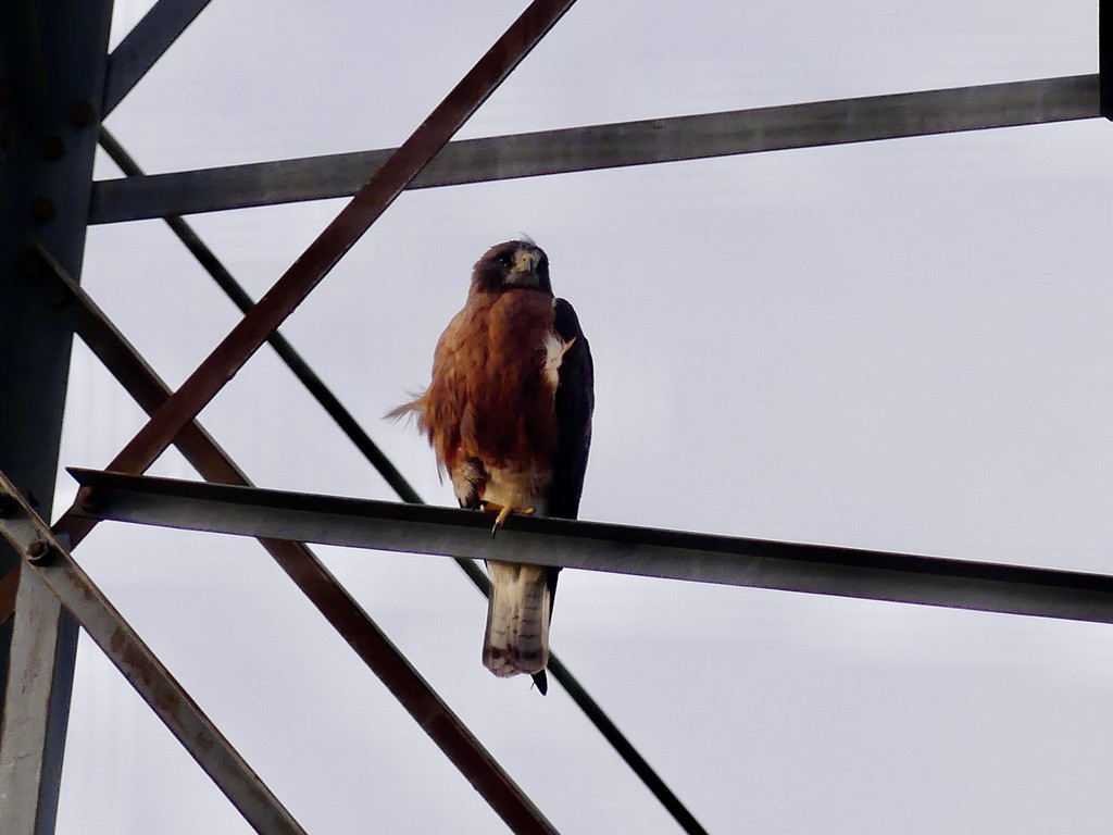 Swainson's Hawk - ML597773181