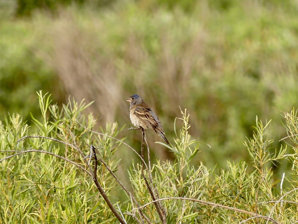 Blue Grosbeak - Bob Andrews