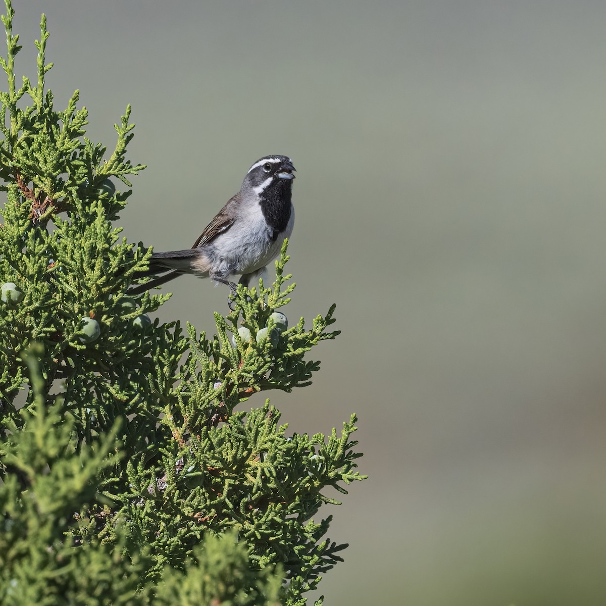 Black-throated Sparrow - Susan Berthelot