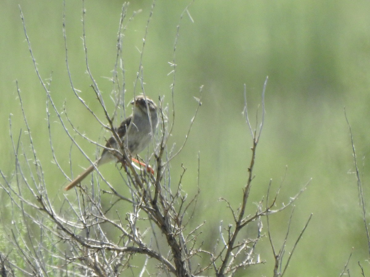 Brewer's Sparrow - Ron Marek